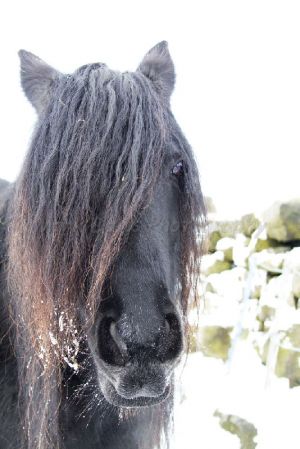 hippy horse haworth moor december 2 2010 sm.jpg